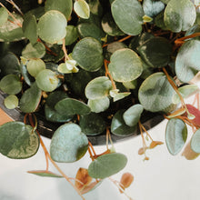 Load image into Gallery viewer, Peperomia Ruby Cascade
