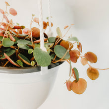 Load image into Gallery viewer, Peperomia Ruby Cascade