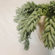 Load image into Gallery viewer, Donkey Tail Cactus