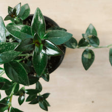 Load image into Gallery viewer, Goldfish Plant