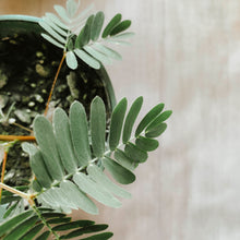 Load image into Gallery viewer, Sensitive Plant