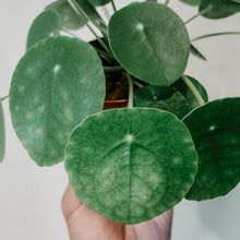 Load image into Gallery viewer, Pilea peperomiodes 'Friendship'