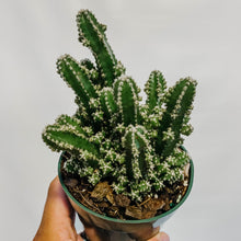 Load image into Gallery viewer, Fairy Castle Cactus