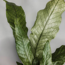 Load image into Gallery viewer, Crocodile Fern