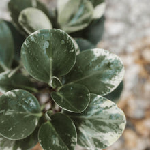 Load image into Gallery viewer, Peperomia 'Marble'