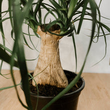 Load image into Gallery viewer, Ponytail Palm