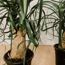 Load image into Gallery viewer, Ponytail Palm