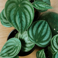 Load image into Gallery viewer, Watermelon Peperomia