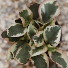 Load image into Gallery viewer, Peperomia 'Ginny'