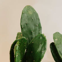Load image into Gallery viewer, Opuntia Cactus