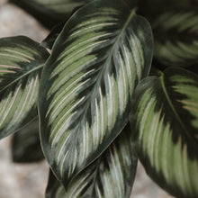 Load image into Gallery viewer, Calathea 'Beauty Star'