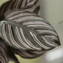 Load image into Gallery viewer, Calathea ornata