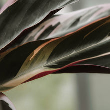 Load image into Gallery viewer, Stromanthe triostar "Tricolor"