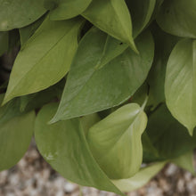 Load image into Gallery viewer, Neon Pothos