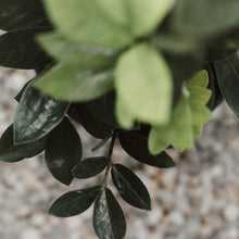 Load image into Gallery viewer, ZZ Plant