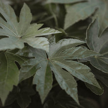 Load image into Gallery viewer, Fatsia japonica 'Spider Web'