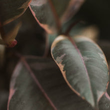 Load image into Gallery viewer, Ficus elastica 'Ruby'