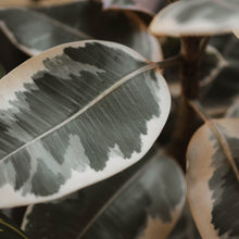 Load image into Gallery viewer, Ficus elastica 'Ruby'