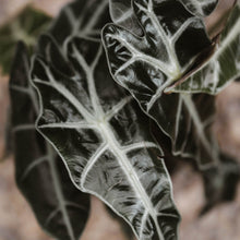 Load image into Gallery viewer, Alocasia 'Polly'