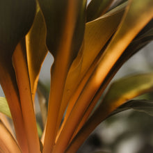 Load image into Gallery viewer, Mandarin Orange Spider Plant