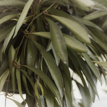 Load image into Gallery viewer, Hoya wayetii