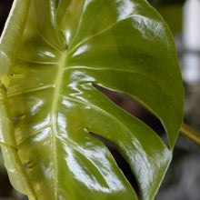 Load image into Gallery viewer, Monstera deliciosa