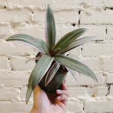 Load image into Gallery viewer, Rhoeo "Rainbow"