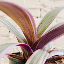 Load image into Gallery viewer, Rhoeo "Rainbow"