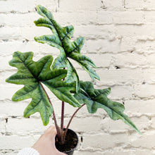 Load image into Gallery viewer, Alocasia 'Jacklyn'