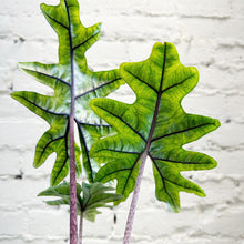 Load image into Gallery viewer, Alocasia 'Jacklyn'