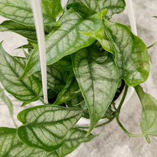 Load image into Gallery viewer, Monstera siltepecana