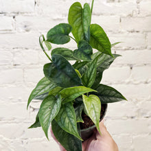 Load image into Gallery viewer, Monstera siltepecana