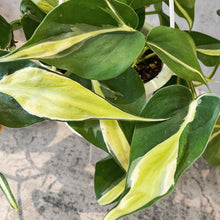 Load image into Gallery viewer, Philodendron 'Silver Stripe'