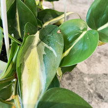 Load image into Gallery viewer, Philodendron 'Silver Stripe'