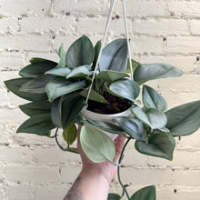 Load image into Gallery viewer, Scindapsus treubii 'Moonlight'