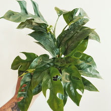 Load image into Gallery viewer, Raphidophora tetrasperma