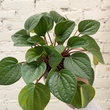 Load image into Gallery viewer, Peperomia "Rana Verde"