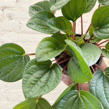 Load image into Gallery viewer, Peperomia "Rana Verde"