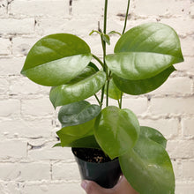 Load image into Gallery viewer, Hoya australis