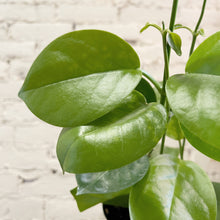 Load image into Gallery viewer, Hoya australis