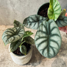 Load image into Gallery viewer, Alocasia baginda 'Silver Dragonscale'