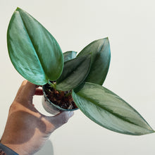 Load image into Gallery viewer, Scindapsus treubii 'Moonlight'