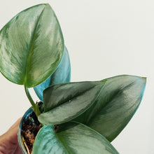 Load image into Gallery viewer, Scindapsus treubii 'Moonlight'