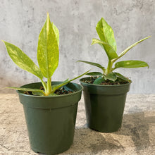 Load image into Gallery viewer, Philodendron 'Ring of Fire'