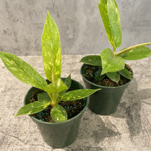 Load image into Gallery viewer, Philodendron 'Ring of Fire'