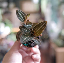 Load image into Gallery viewer, Ludisia discolor 'Jewel Orchid'