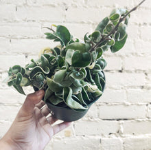 Load image into Gallery viewer, Hoya compacta Variegated