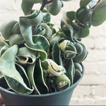 Load image into Gallery viewer, Hoya compacta Variegated