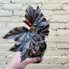 Load image into Gallery viewer, Begonia 'Kismet'