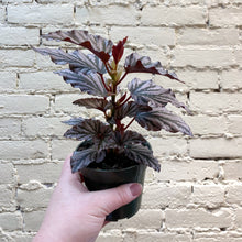 Load image into Gallery viewer, Begonia 'Kismet'